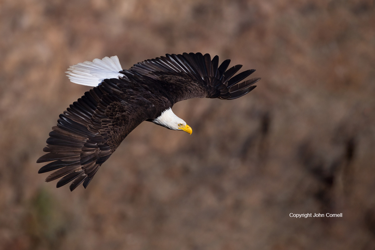 Bald Eagle;Eagle;Flying Bird;Haliaeetus leucocephalus;Oregon;Photography;Smith Rock State Park;action;active;aloft;behavior;birds;color image;flight;fly;flying;in flight;motion;movement;one animal;soar;soaring;wing;winged;wings